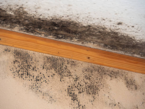 Trusted Roland, OK Mold Removal Experts